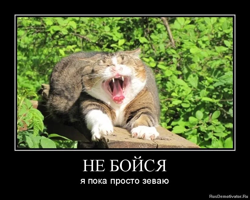 Зеваю каждую минуту. Зевающие звери. Девушка проспросыпается. Усталость. Коты просыпаются.