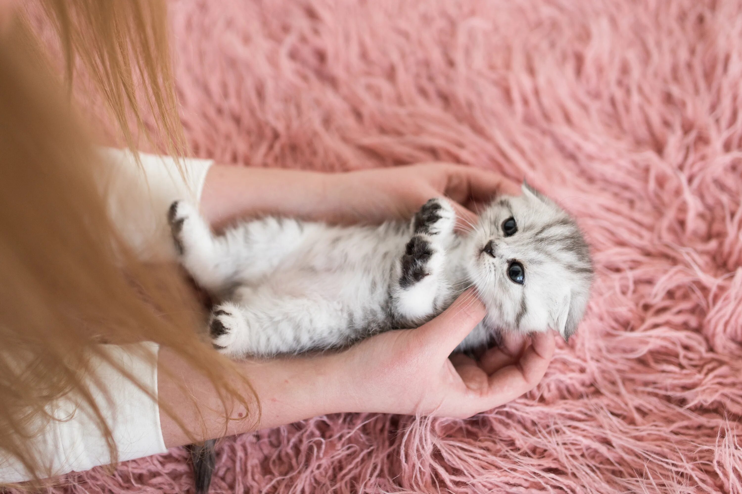 Как сделать красивого котенка