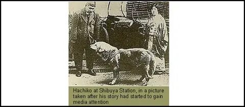 Сколько хатико ждал хозяина