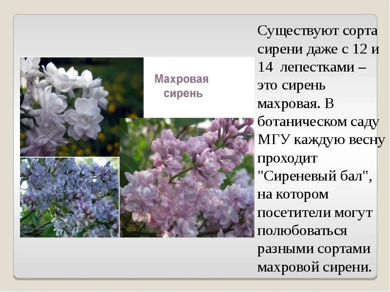 Сирень подобрать прилагательное. Строение сирени. Сирень описание. Сирень кратко. Сирень для презентации.