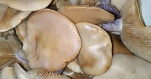 Варить грибы синеножки