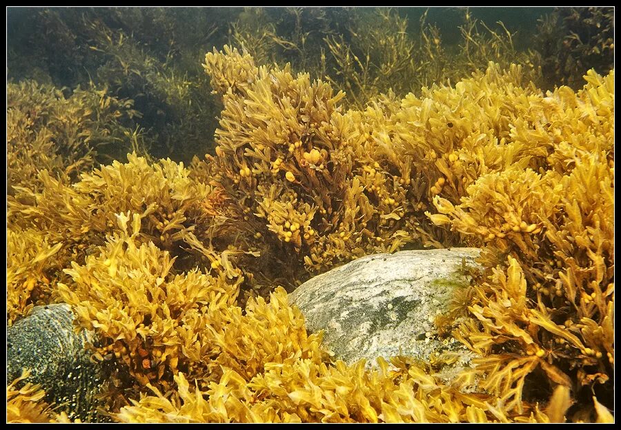 Фукус белое море. Бурые водоросли Phaeophyta. Бурые водоросли эктокарпус. Фукус мелкопузырчатый. Фукус бурые