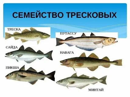К какому продукту относится рыба