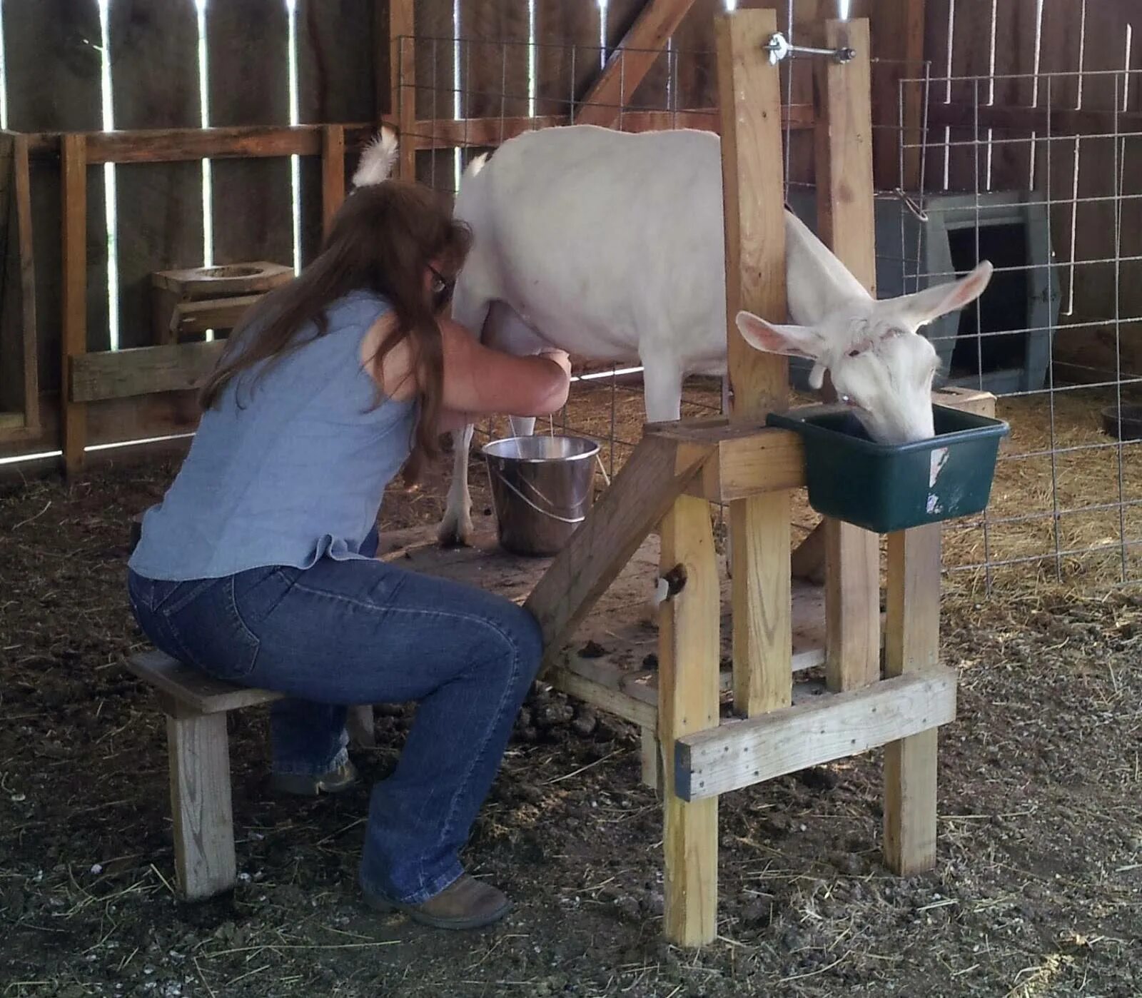 Коза в домашних условиях для начинающих. Станок для доения коз. Доильный станок для коз. Станок для дойки коз. Стойло для козы для доения.