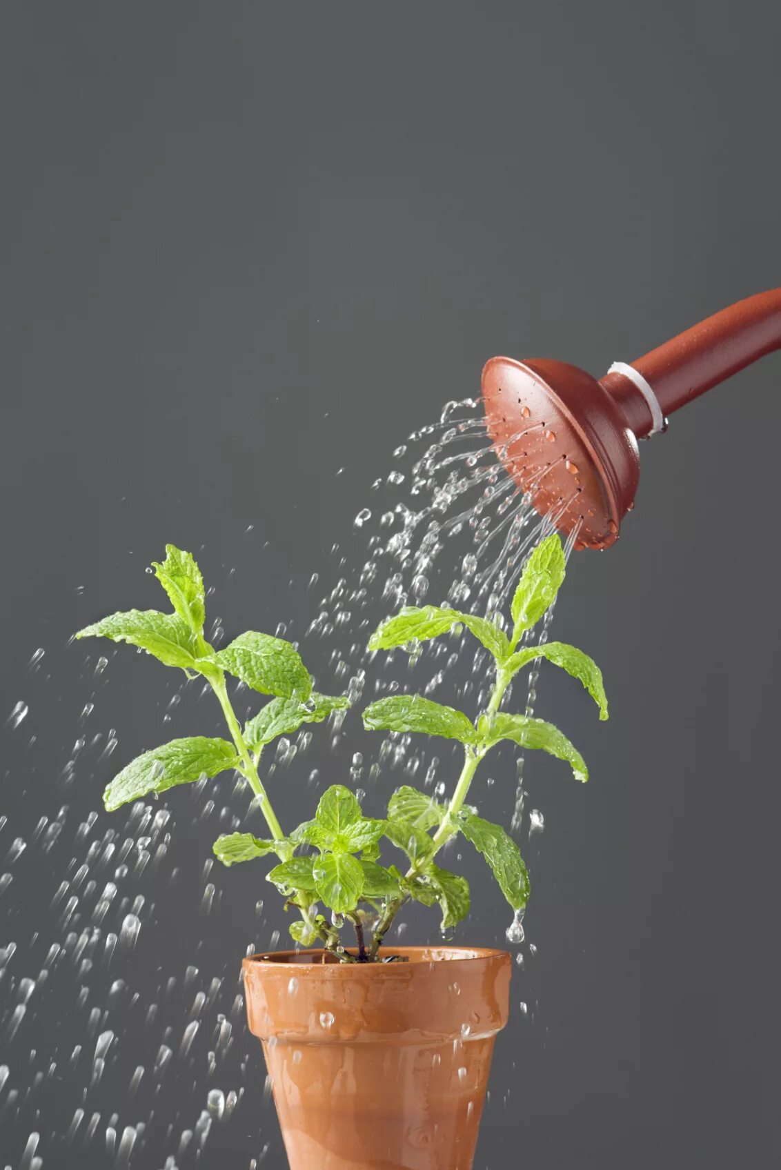 We were watering the plants. Полив растений. Поливать цветы. Поливка цветов. Полив комнатных растений.