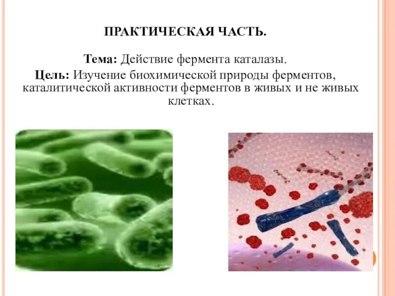 Изучение каталитической активности. Лабораторная работа изучение каталитической активности ферментов. Активность фермента каталазы в живых и растительных тканях. Каталитическая активность ферментов в живых тканях. Исследование фермента каталазы.