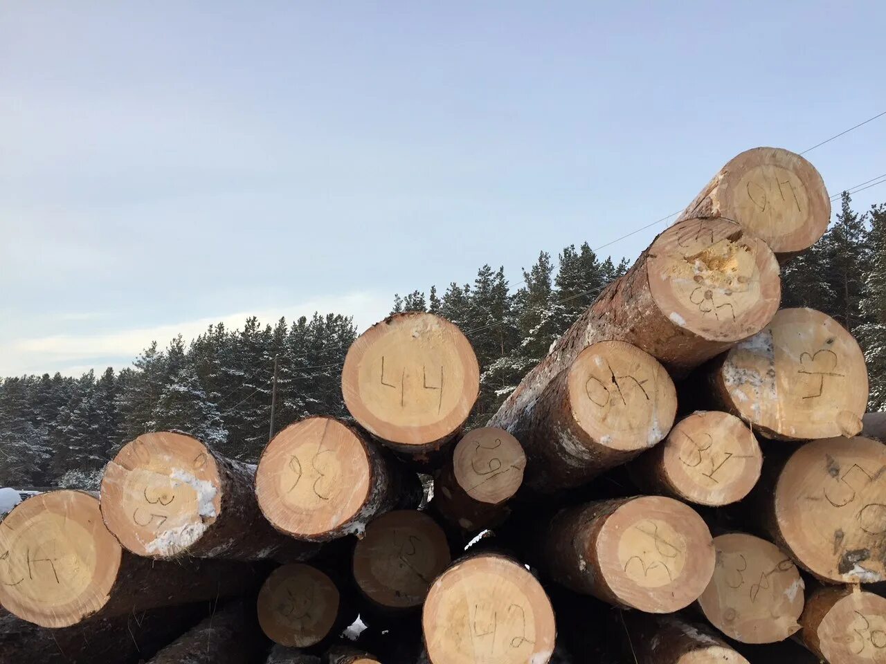 Где можно купить лес. Дровяная берёза (Пиловочник 2-3 сорта). Тонкомер сосна подтоварник. Тонкомерный Пиловочник. Пиловочник сосна.