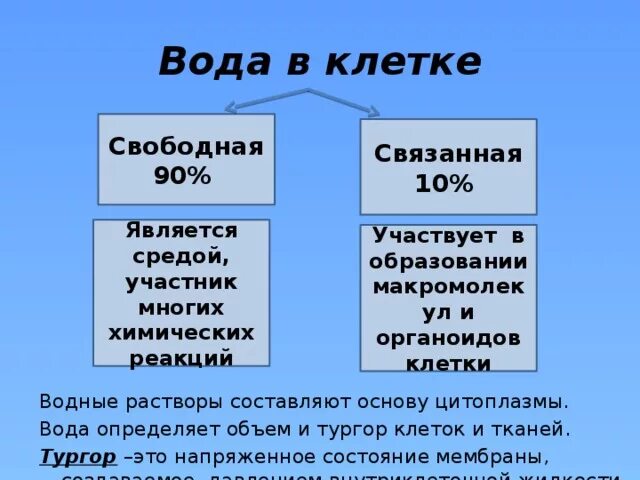 Особенности строения связанной воды