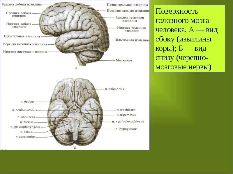 Промежуточный мозг вид снизу. Головной мозг промежуточный мозг извилина. Части нижней лобной извилины. Верхняя лобная извилина. Извилины брюс