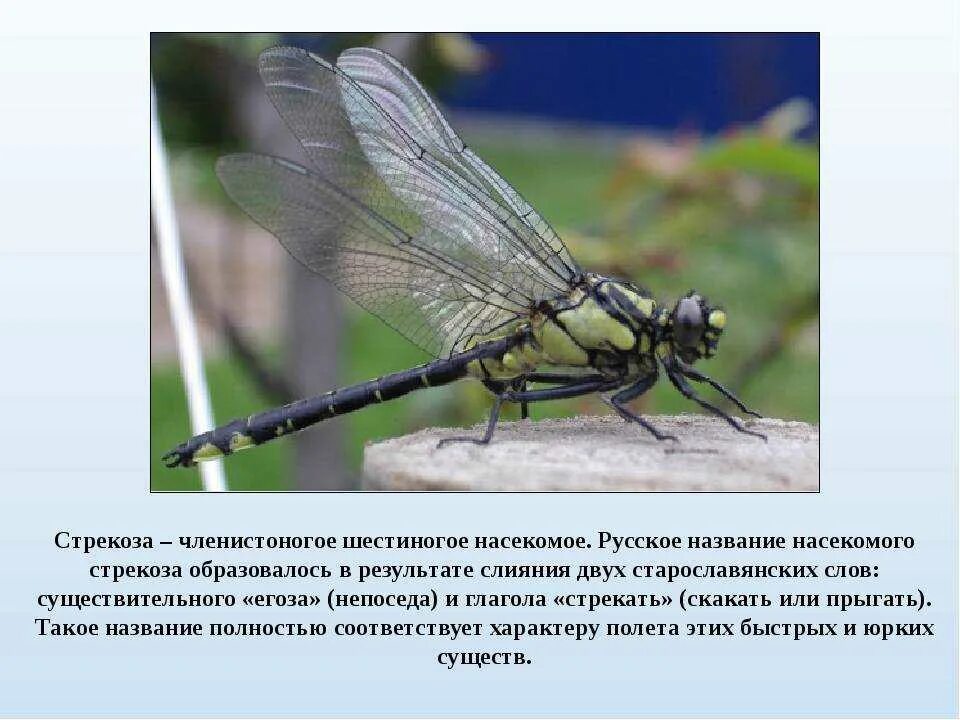 Почему насекомые издают звук при полете