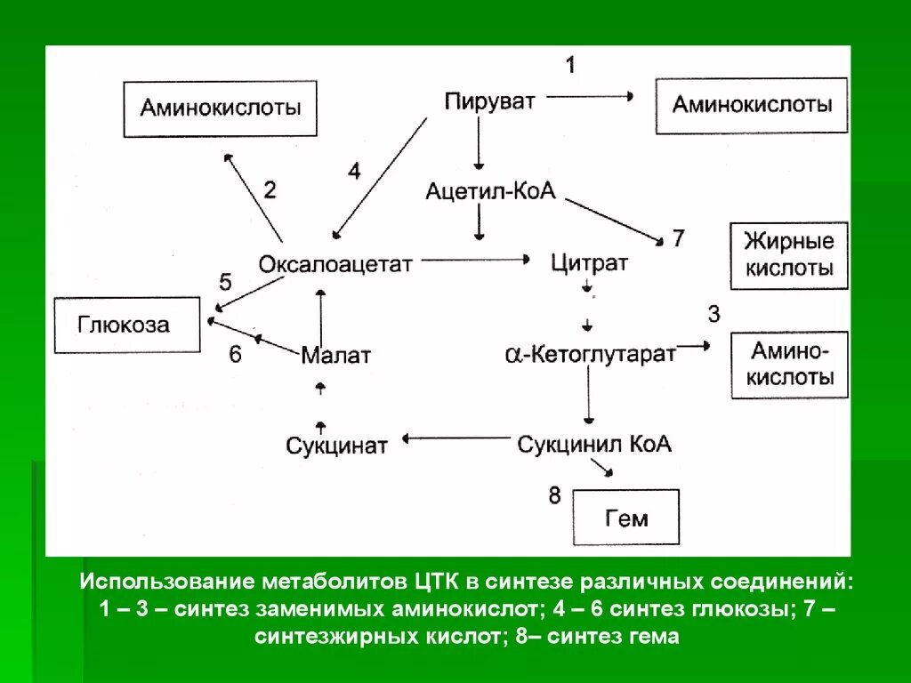 Биосинтез дыхания. Метаболиты цикла трикарбоновых кислот. Метаболит ЦТК для синтеза гема. В синтезе гема используется аминокислота. Схема синтеза Глюкозы из СУКЦИНИЛКОА.