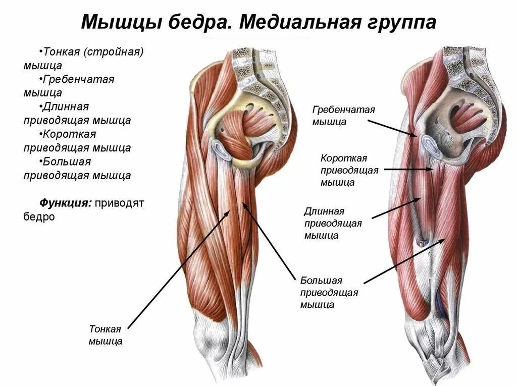 Мышцы приводящие в движение. Медиальная группа мышц бедра. Анатомия мышц бедра человека передняя группа. Мышцы медиальной поверхности бедра. Мышцы бедра передняя задняя медиальная группа.