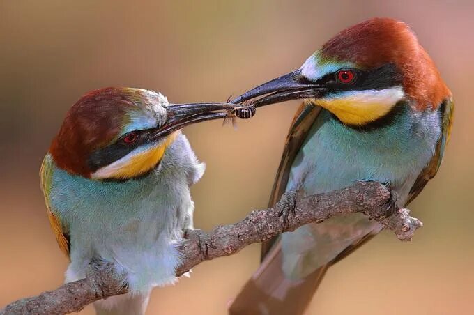 птичка золотистая щурка. золотистая щурка. птицы которые едят пчел. птица которая ест пчел. щурка на пасеке.