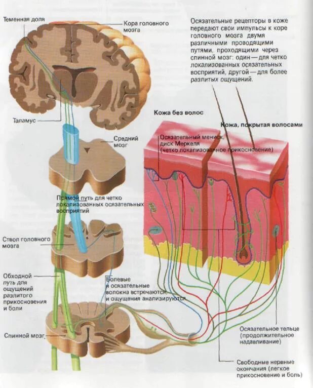 Рецепторы кожно мышечного анализатора. Проводниковый отдел температурного анализатора. Строение осязательного анализатора схема. Кожный анализатор периферический отдел рецепторы.