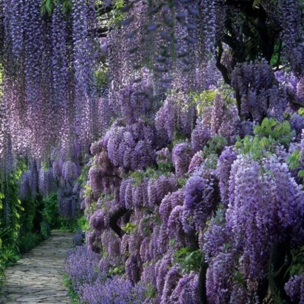 жакаранда мимозолистная. на каких деревьях растут цветы. на каких деревьях растут цветы. жираканда фиалковое дерево. на каких деревьях растут цветы.