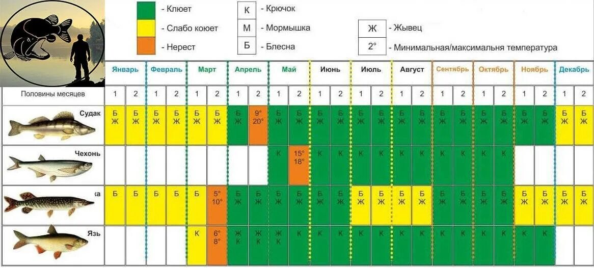 Время года ловли. Календарь клева рыбы. Календарь клева карася. Таблица клева щуки. График клева щуки.