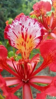 Red use