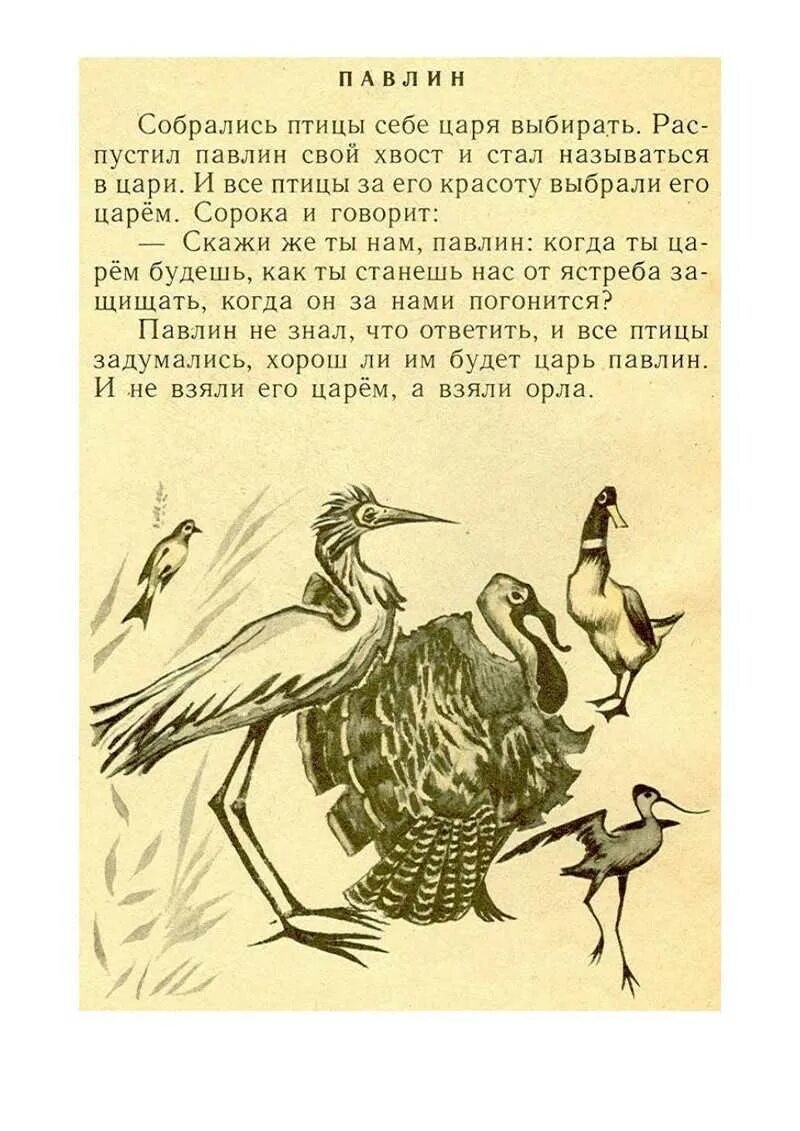 Л н толстой басни читать. Басни льва николаевича толстого. басни льва николаевича толстово. павлин толстой басня. басня лев николаевич толстой павлин.