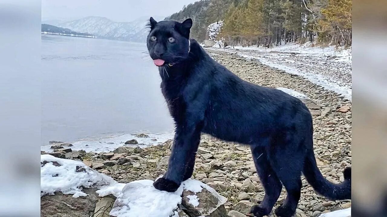Пантера луна в каком городе. Ютуб пантера луна видео. представьте, что вы добыча пантеры луна. где живут хозяева пантеры луны и собаки вензы. видео с пантерой луной и собакой венза под музыку спирс смотреть.