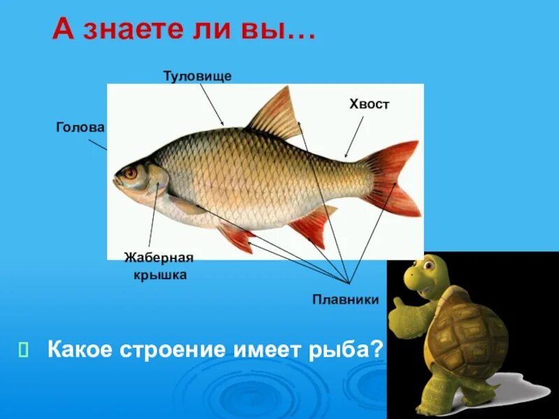 Жаберная крышка у рыб. Жаберные крышки строение. Строение рыбы. Части тела рыбы.