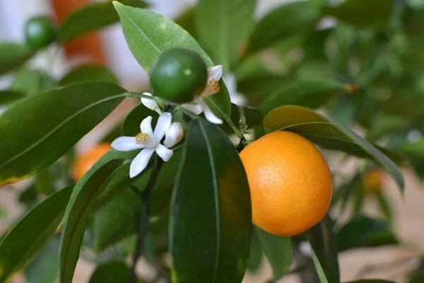 Winter Citrus - Flowerland Home and Garden - Iver Bourne End - Buckinghamshire