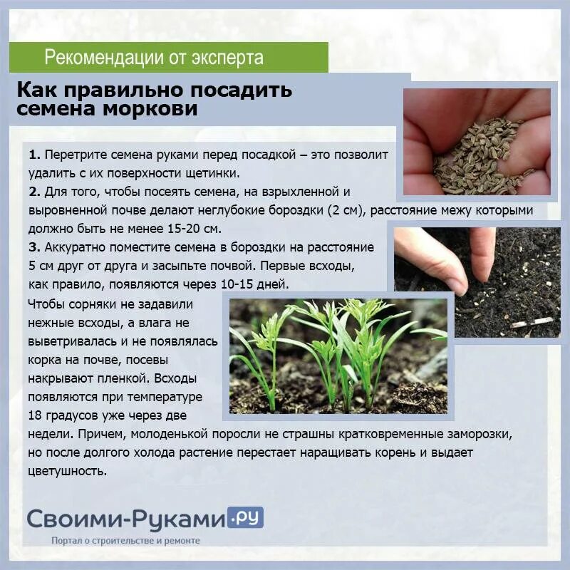 Сколько дней всходят семена свеклы в открытом. Через сколько всходят семена эспарцета. Подзимний посев всходы. Ростки свеклы. Сколько дней всходят семена свеклы в открытом.