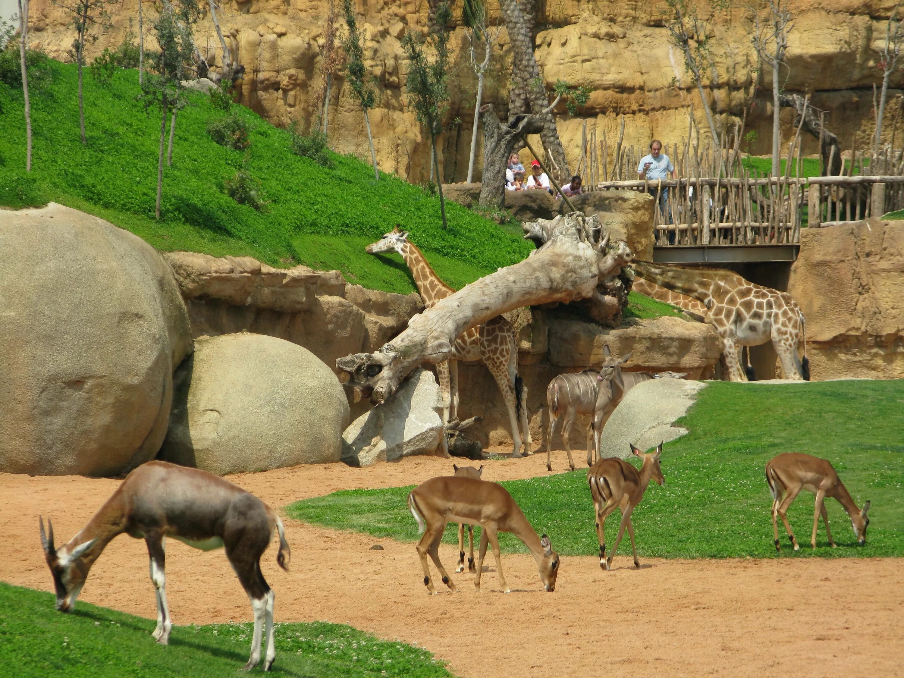Культура зоопарки. Биопарк Валенсии в Испании. Биопарк Валенсия зоопарк. Зоопарк в Валенсии Испания. Сафари парк в +Валенсии.