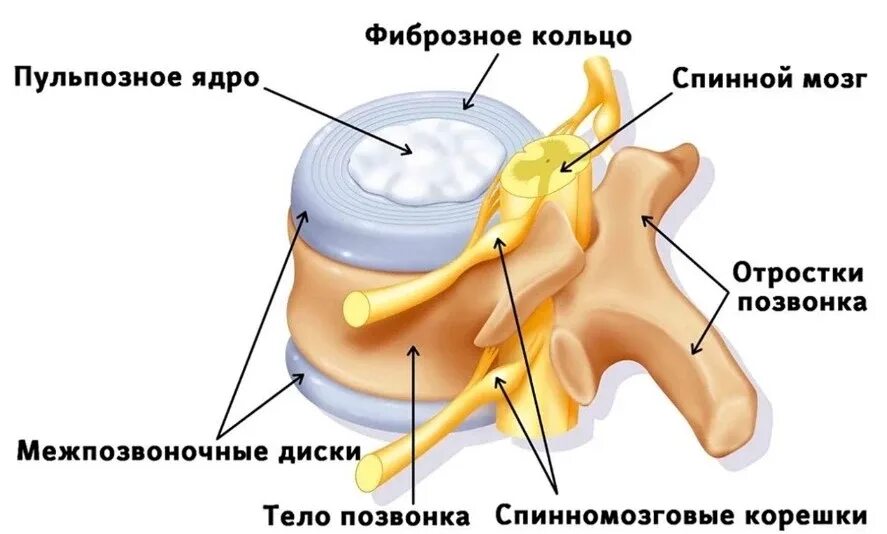 Межпозвоночное отверстие образуется