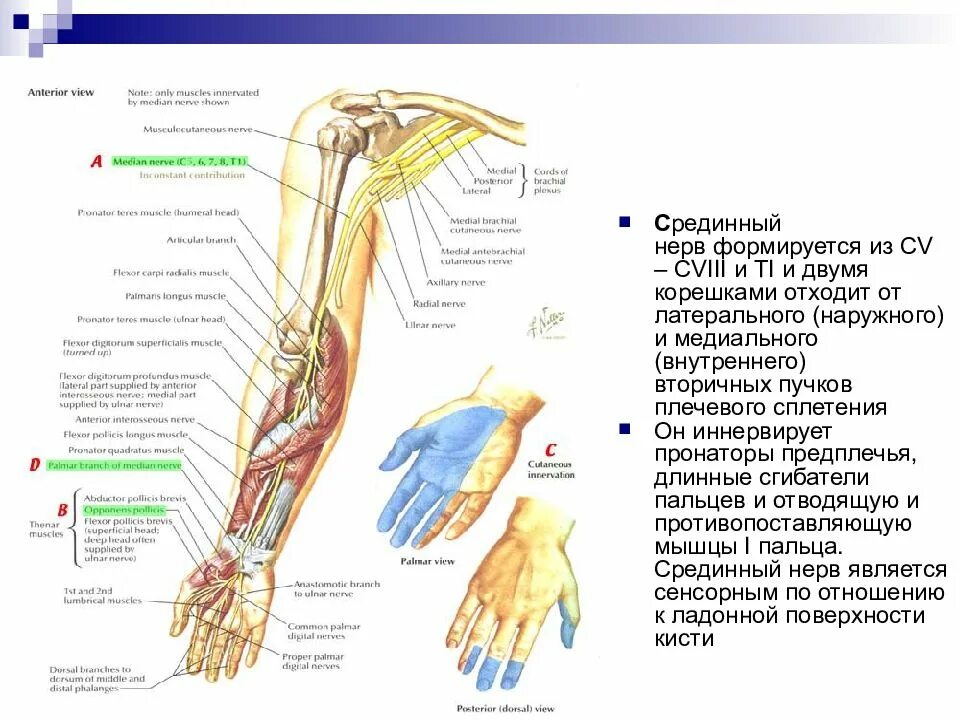 Туннельный синдром лучевого нерва. Срединный нерв анатомия иннервация. Срединный нерв руки анатомия. Локтевой нерв топографическая анатомия.