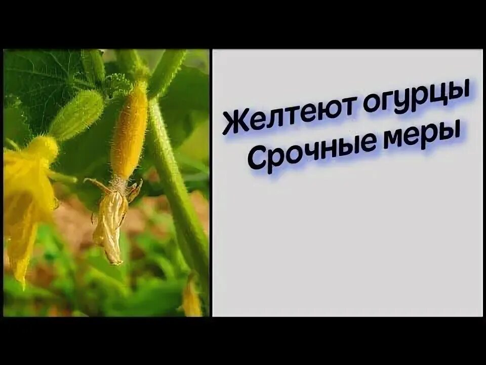 Огурцы в огороде. Желтеют огурцы. Чем полить огурцы чтобы было больше завязи. Стимулятор завязи томатов. Чем полить огурцы чтобы было больше завязи.