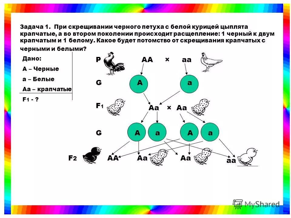 При скрещивание курицы с листовидным. Задачи по генетике второе поколение. Решение генетических задач 9 класс биология. Задачи по биологии 9 класс генетика. Задачи по генетике на моногибридное скрещивание 9 класс.