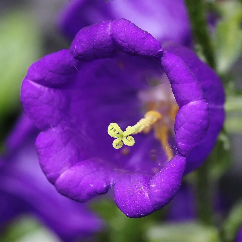 Колокольчик Кампанула Lilac. Колокольчик Кампана Lilac. Кампанула лиловая. Колокольчик Кампанула фиолетовый. Цветок в форме колокольчика