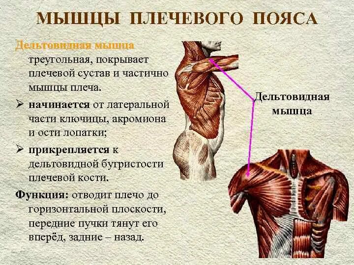 Мышцы приводящие в движение