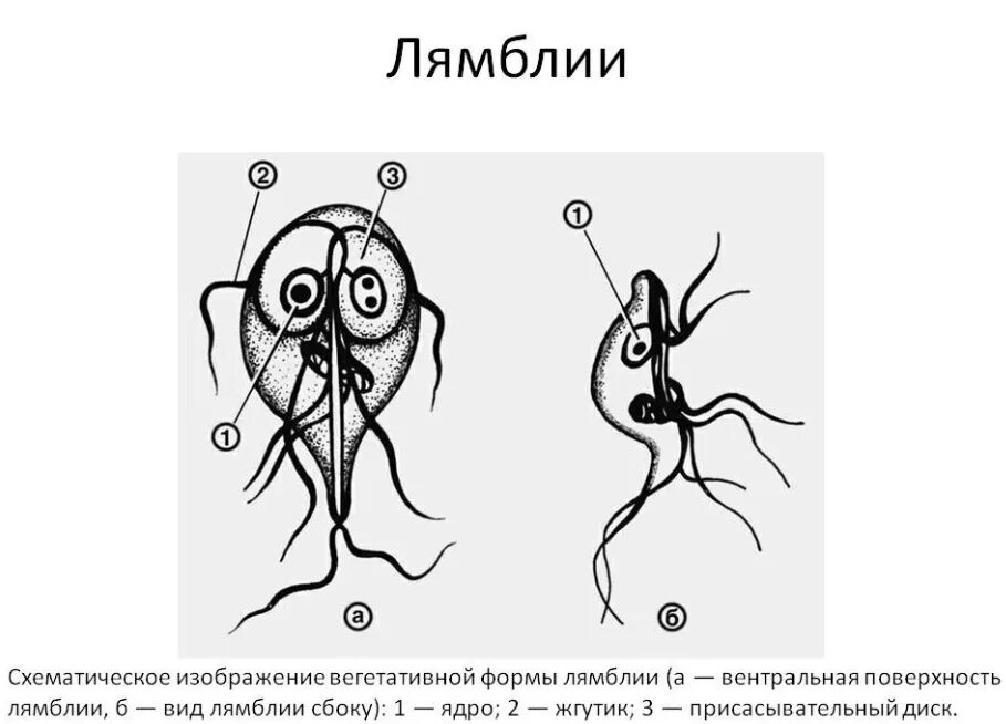 Заражение простейшими