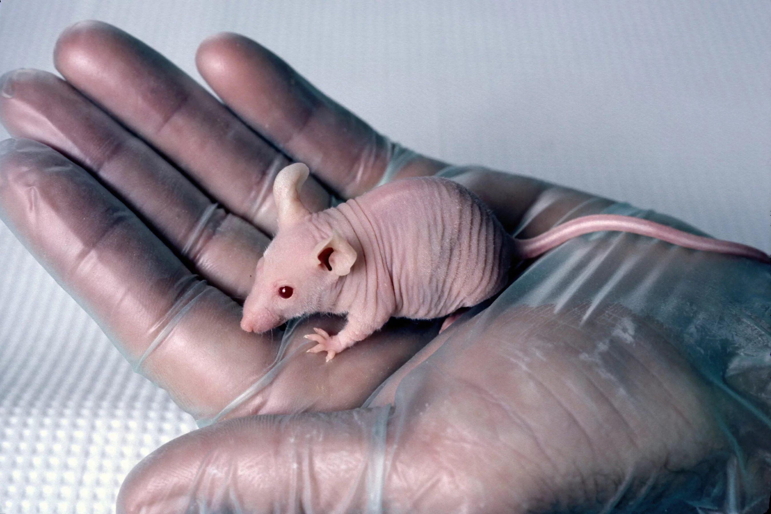 Мир глазами мыши. Мышь в доспехах. Получил мышь которая управляет реальным миром. Мышиная охота 1997. Стюарт литтл.