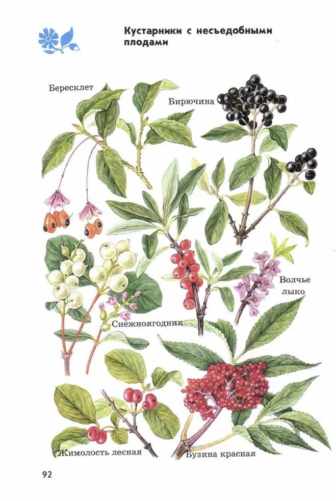 атлас от земли до неба ядовитые растения. атлас-определитель от земли ядовитые растения. атлас определитель ядовитые растения и грибы. атлас определитель ядовитые растения и грибы 3 класс. несъедобные грибы атлас определитель.