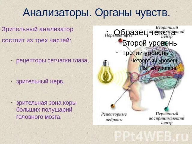 Зрительный анализатор состоит из. Зрительный анализатор орган чувств. Зрительный анализатор состоит из трех частей. Рецепторы зрительного анализатора. Тест 24 органы чувств зрительный анализатор