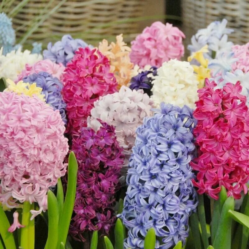 Гиацинт микс. Гиацинт спринг микс. Гиацинт Hyacinthus Mix. Гиацинт срезка.