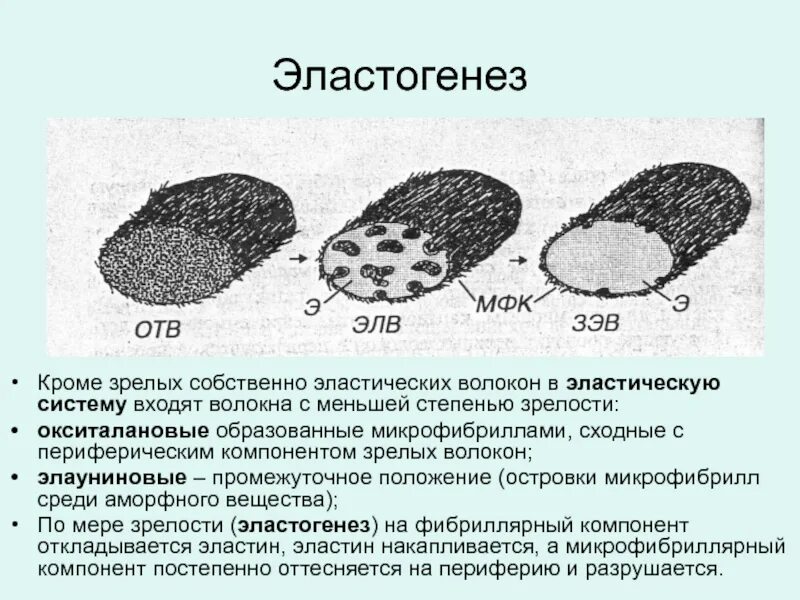 Функции эластических волокон. Образование эластических волокон гистология. этапы развития эластического волокна. этапы образования эластических волокон. окситалановые волокна.