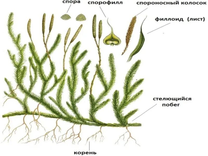 Споровые растения схема. Строение споровых. Высшие споровые растения. Схема развития споровых растений.