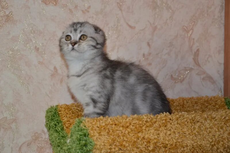 Курдюк у скоттиш фолд. Шотландская вислоухая кошка смесь. Британец вислоухий экзот. Шотландская вислоухая кошка вес. Шотландская вислоухая кошка вес.
