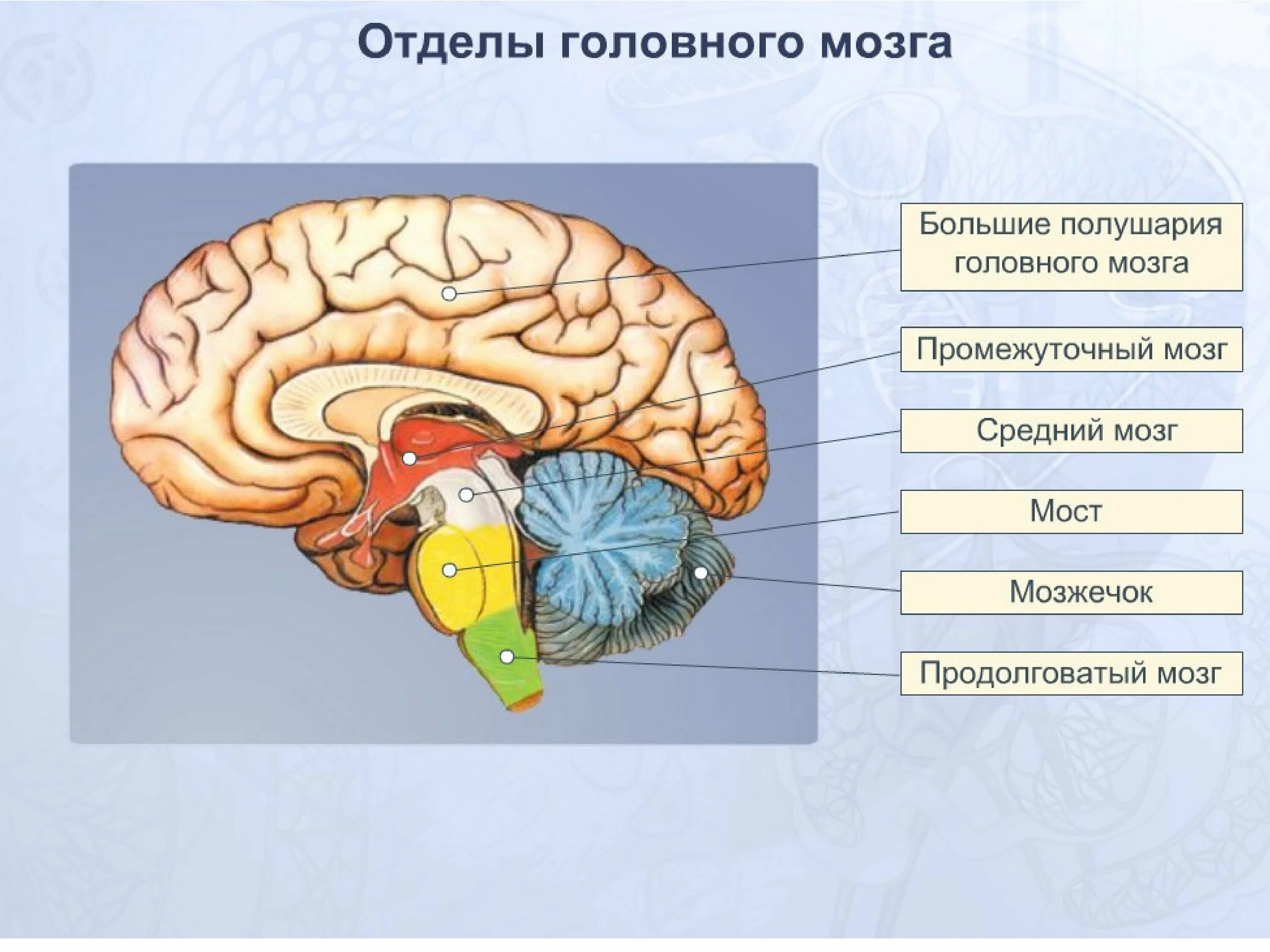 Укажите название отделов мозга. Схема основных отделов головного мозга. Отделы головного мозга анатомия. Название отделов головного мозга. Основные пять отделов головного мозга:.