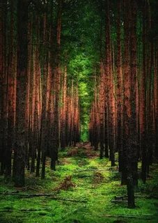 Old paths