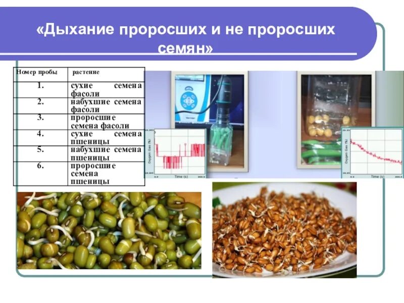 Дышат ли семена. Дыхание семян. Дыхание прорастающих семян. Опыт доказывающий дыхание семян. Дыхание семян презентация.