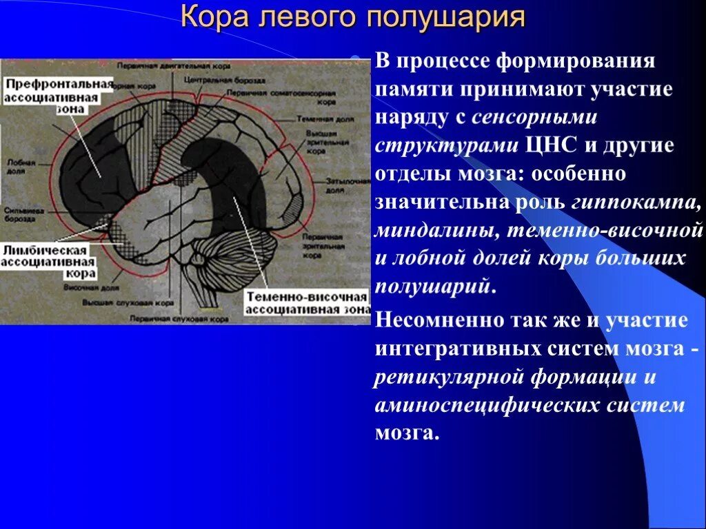 Структуры мозга участвующие в формировании памяти. Структуры мозга принимающие участие в формировании памяти. Структуры мозга ответственные за память. Роль гиппокампа и коры в памяти.