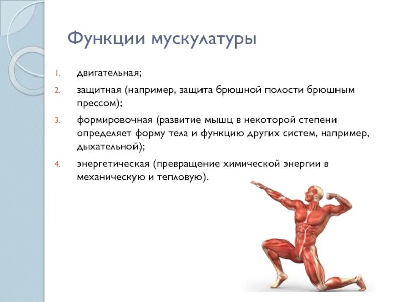 Какую функцию выполняет мышечная система