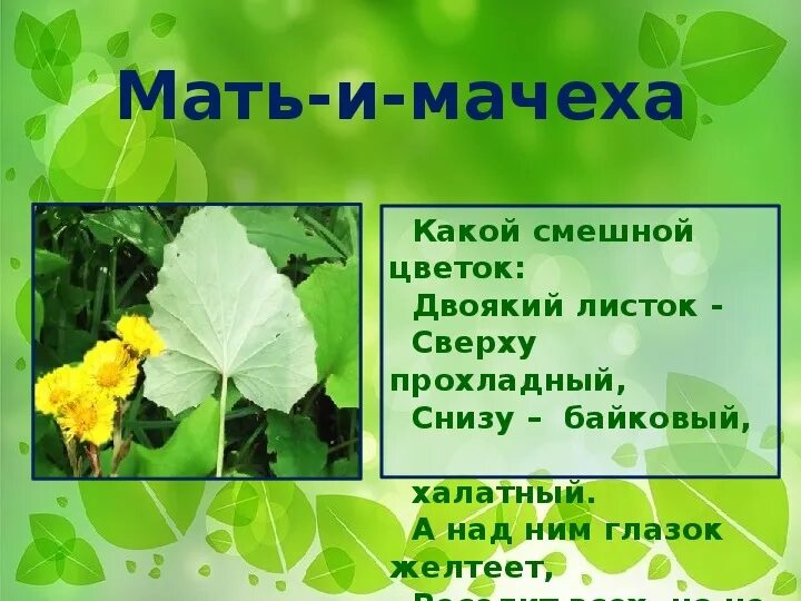 Загадка про мать и мачеху для детей. Загадка про мать и мачеху. Загадки про растения по биологии. Загадкимать и мачехп для детей. 5 загадок по биологии