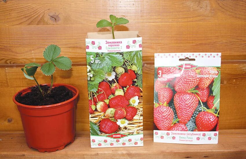 Дачник купил а саженцев клубники. Клубника семена в пакете. коробки для садовой клубники. пакеты для рассады. клубника в оби в коробке.
