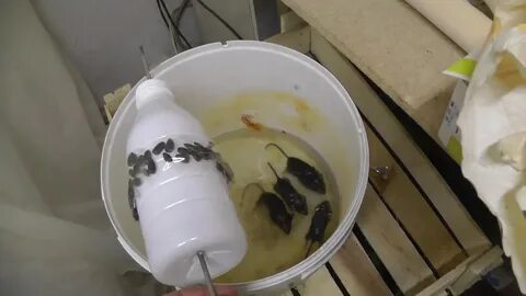 Простая ловушка для мышей своими руками