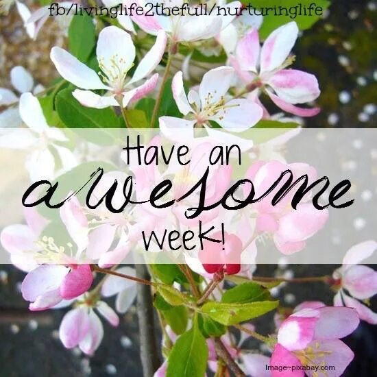 Have a nice week. Have a nice week картинки. Have a great New week. Have a nice Weekday.
